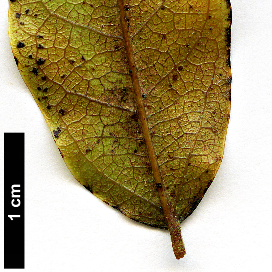 High resolution image: Family: Hamamelidaceae - Genus: Matudea - Taxon: trinervia 
